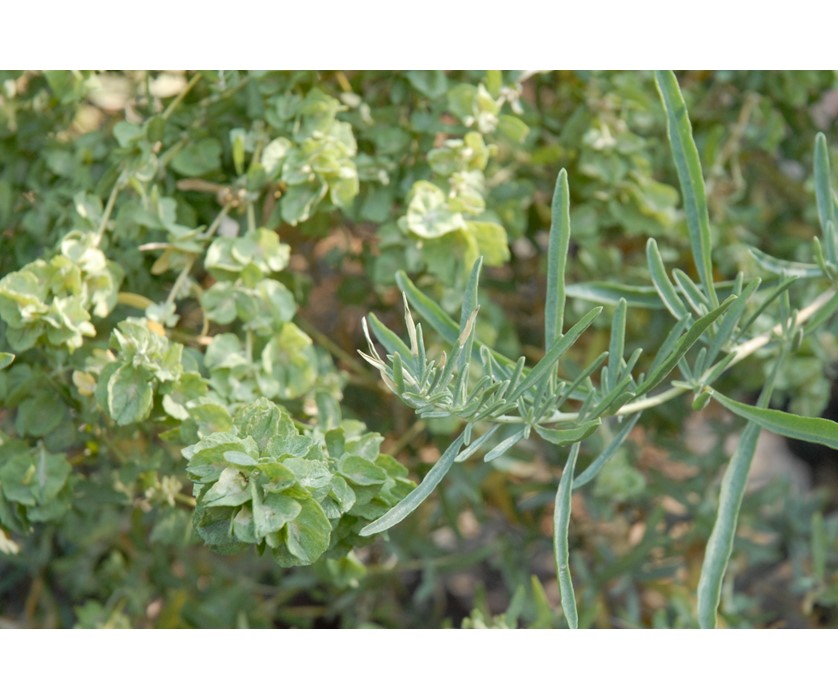 Saltbush